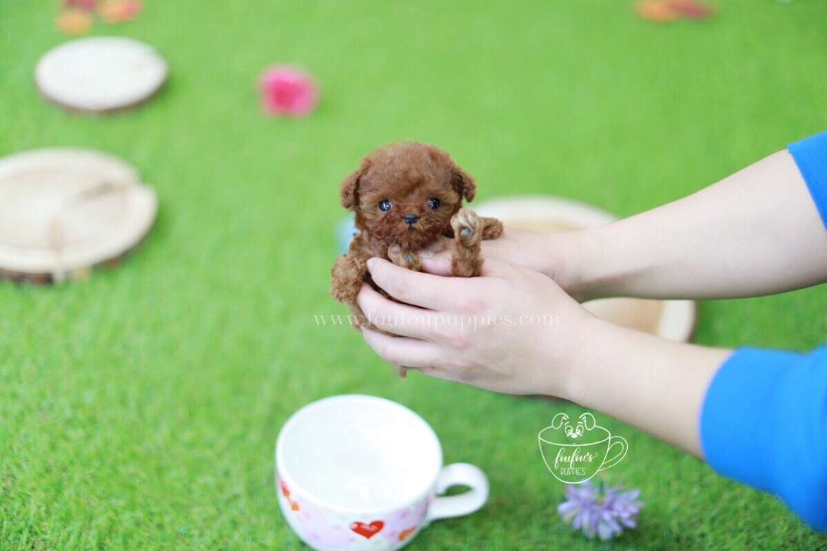 Carter-Poodle M.