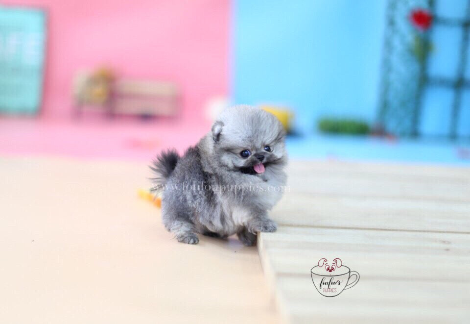 Enzo-Pomeranian M.