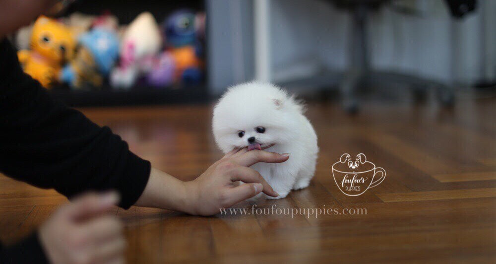 London-Pomeranian M. (1710817607793)