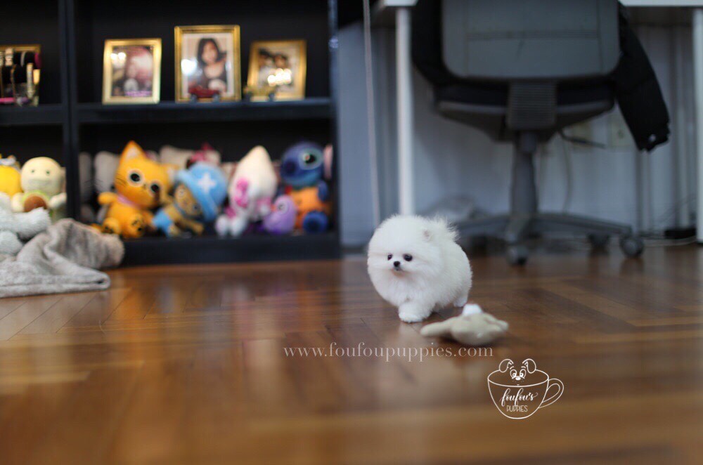 London-Pomeranian M. (1710817607793)