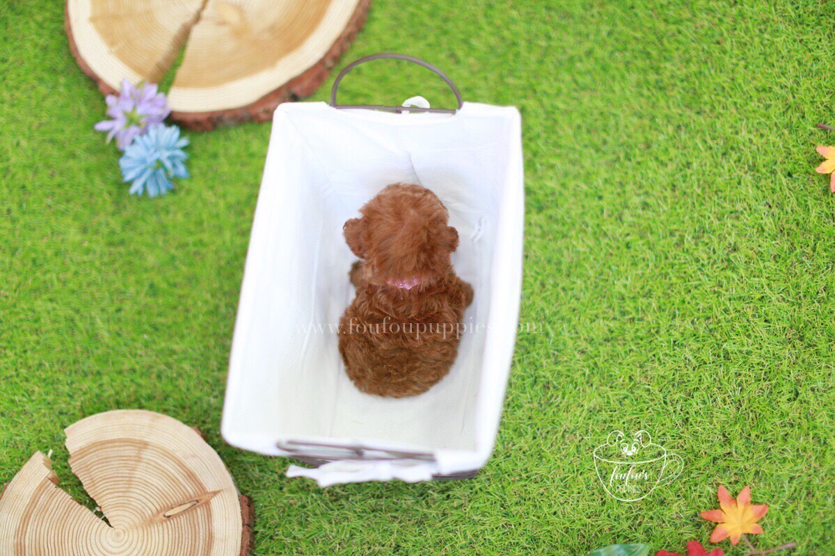 Carter-Poodle M.