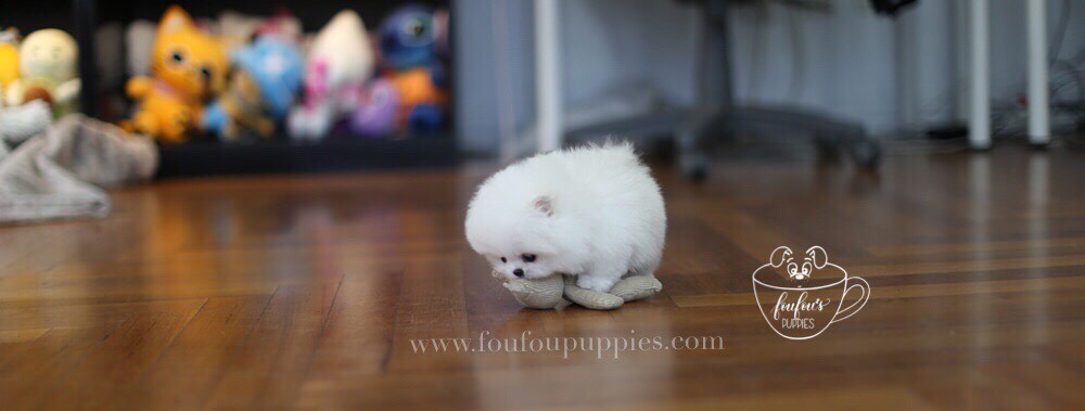 London-Pomeranian M. (1710817607793)