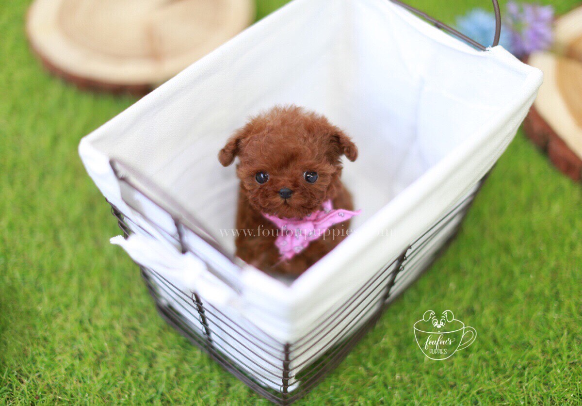 Carter-Poodle M.