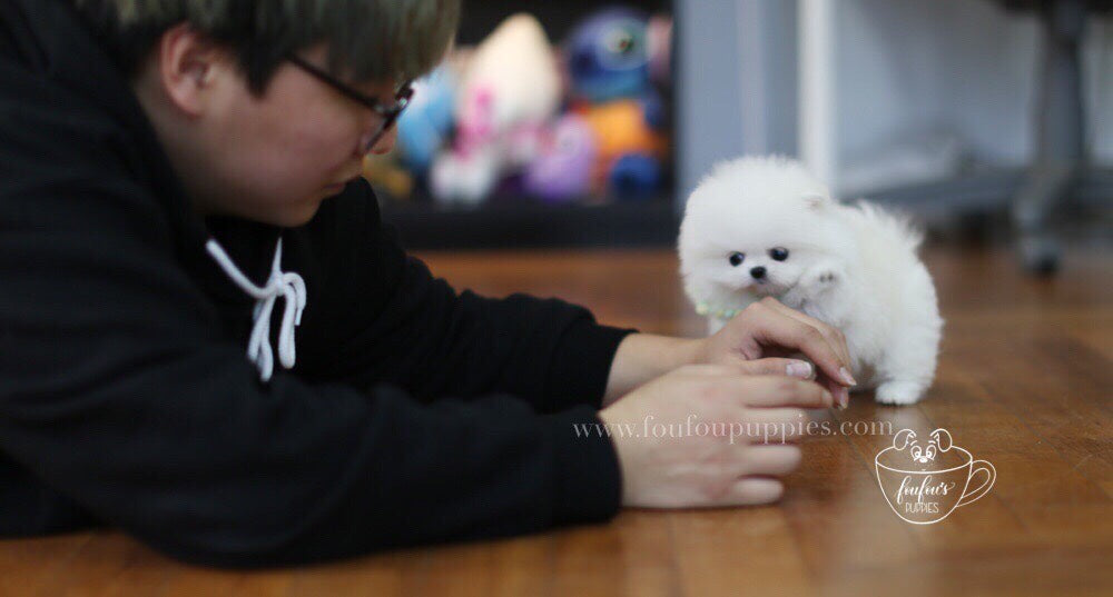 London-Pomeranian M. (1710817607793)