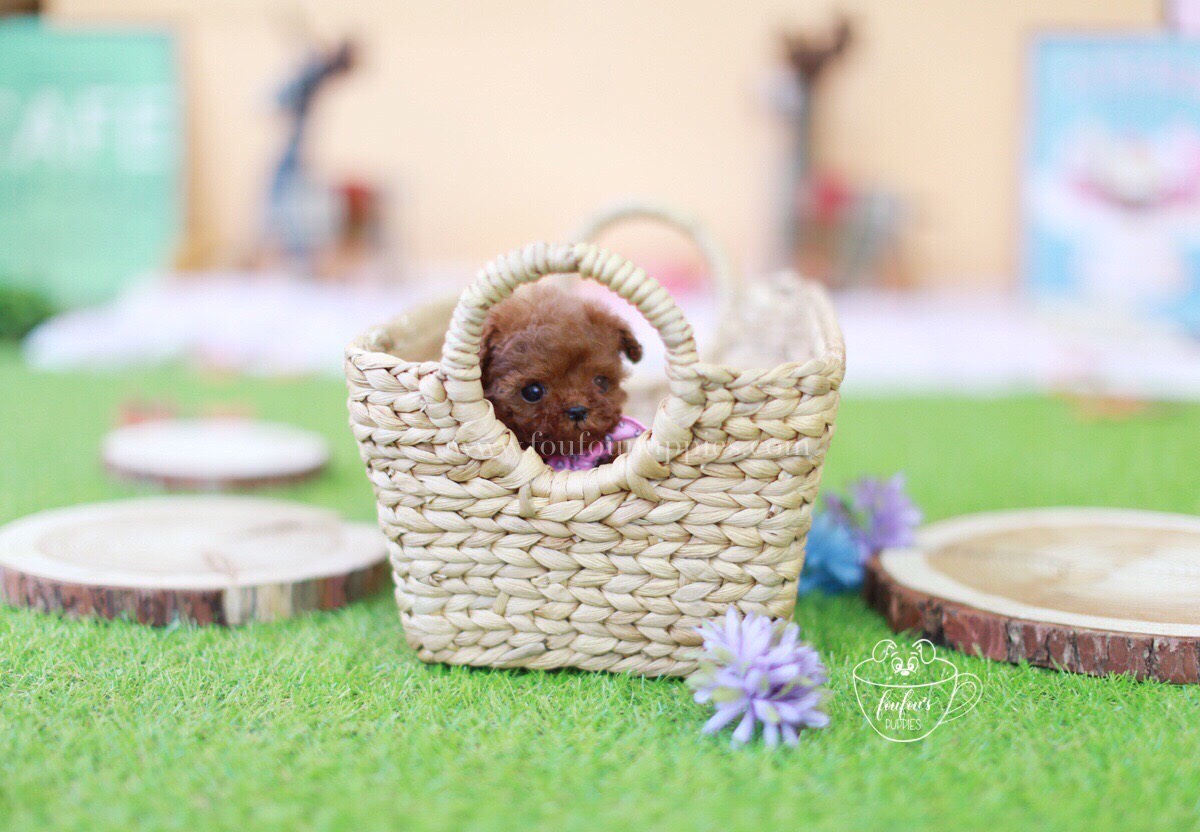 Carter-Poodle M.
