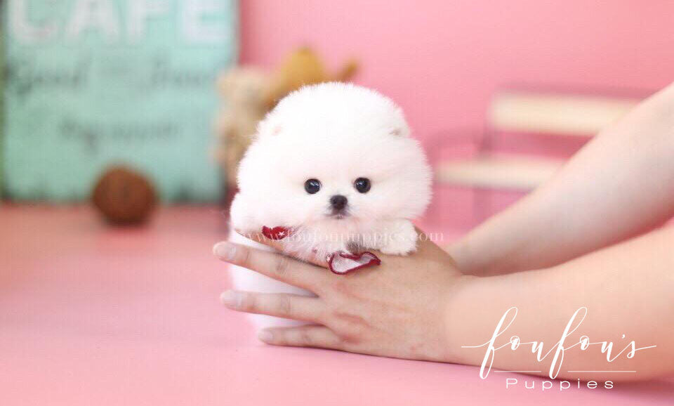 Ellis-Pomeranian M.