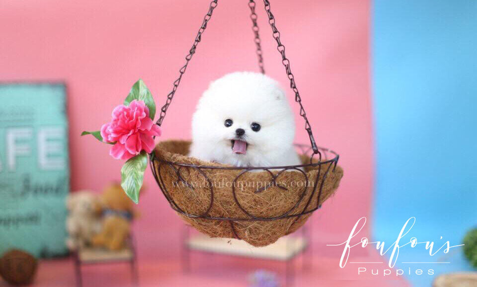 Ellis-Pomeranian M.