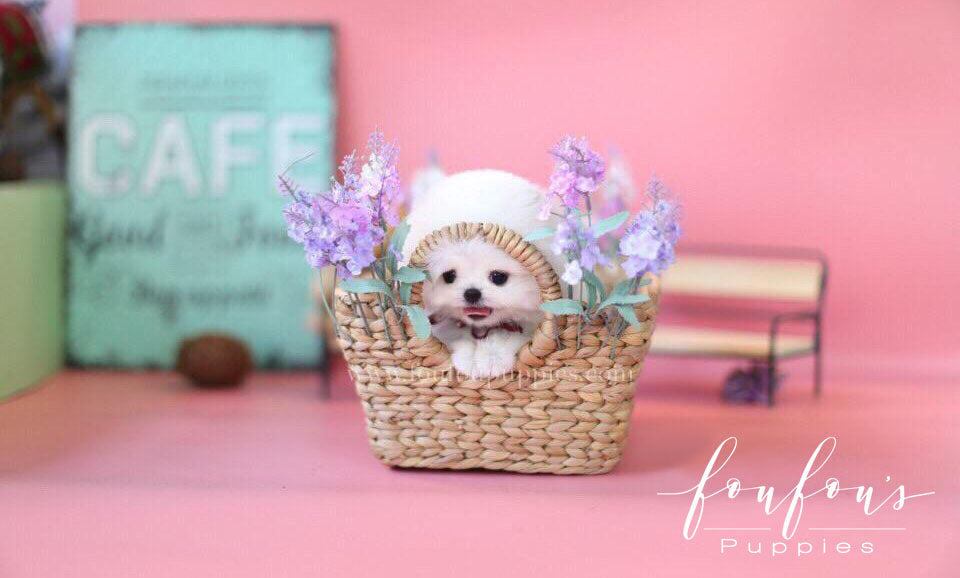 Ellis-Pomeranian M.