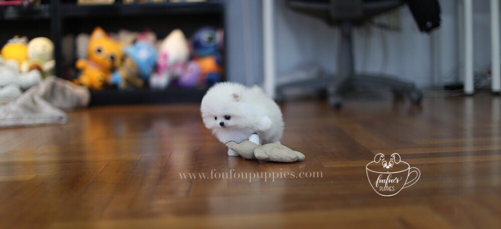 London-Pomeranian M. (1710817607793)