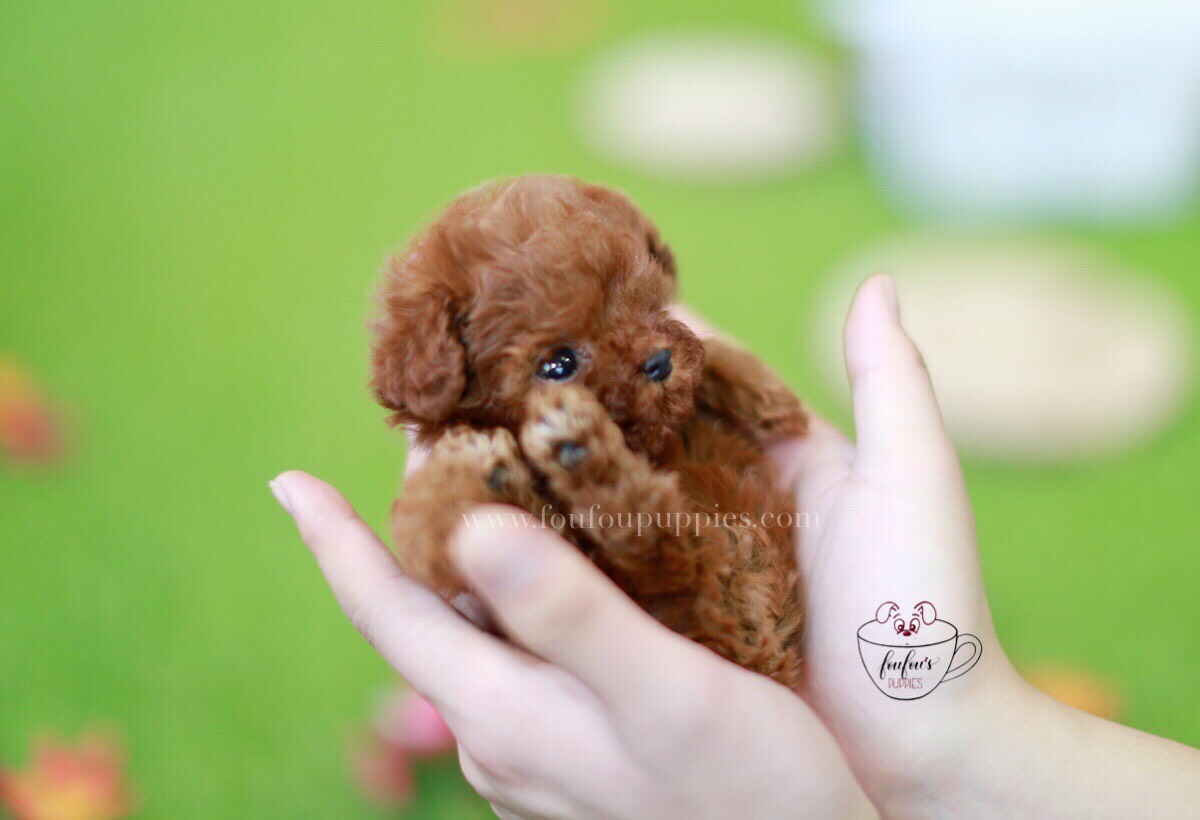 Carter-Poodle M.