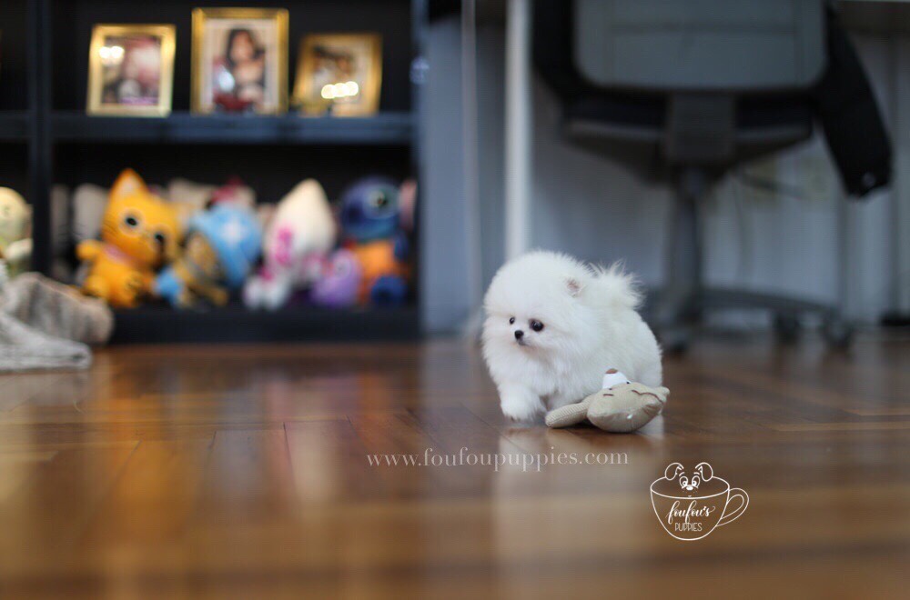 London-Pomeranian M. (1710817607793)