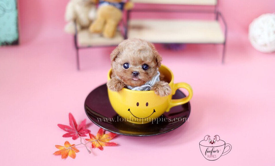 Barney-Poodle M.