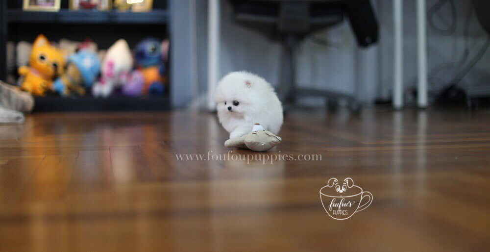 London-Pomeranian M. (1710817607793)