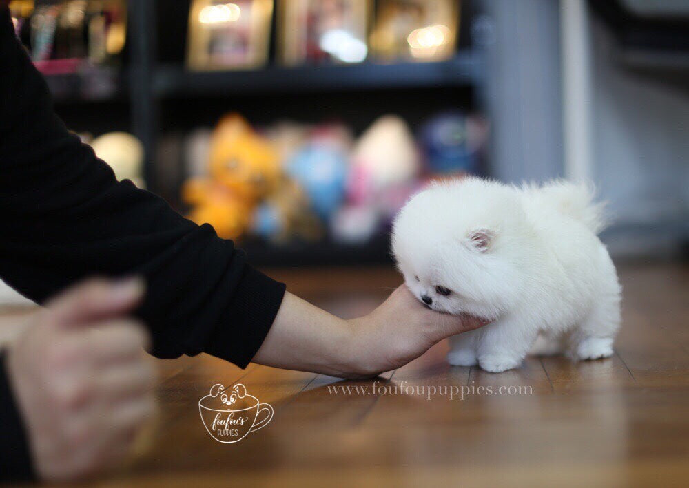 London-Pomeranian M. (1710817607793)