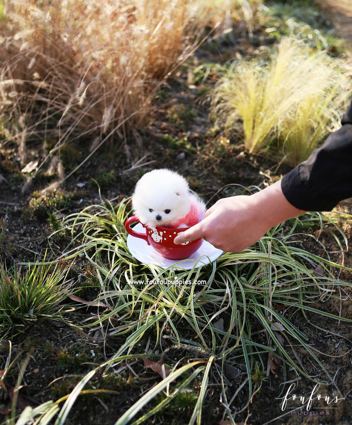 Gigi - Pomeranian F.