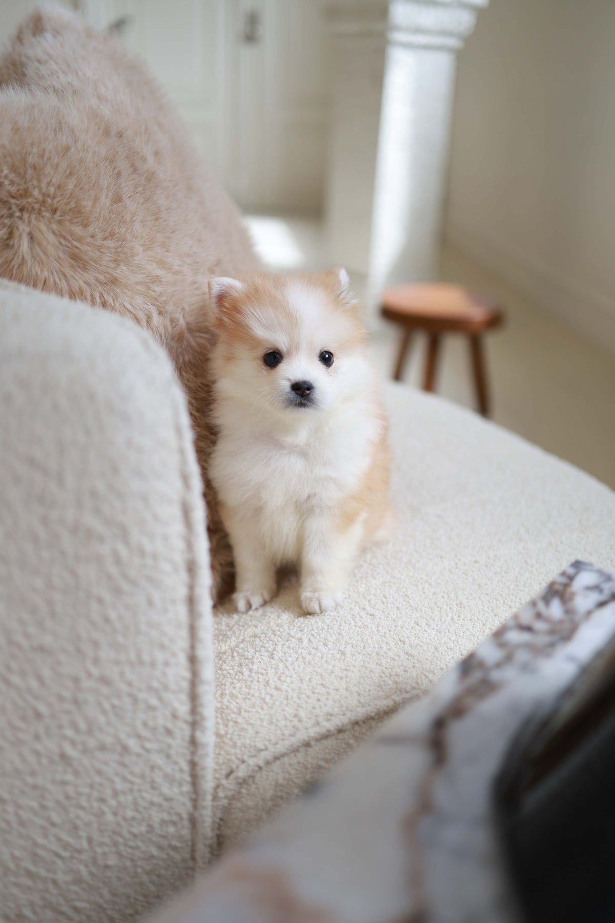 Baku - Pomsky M.
