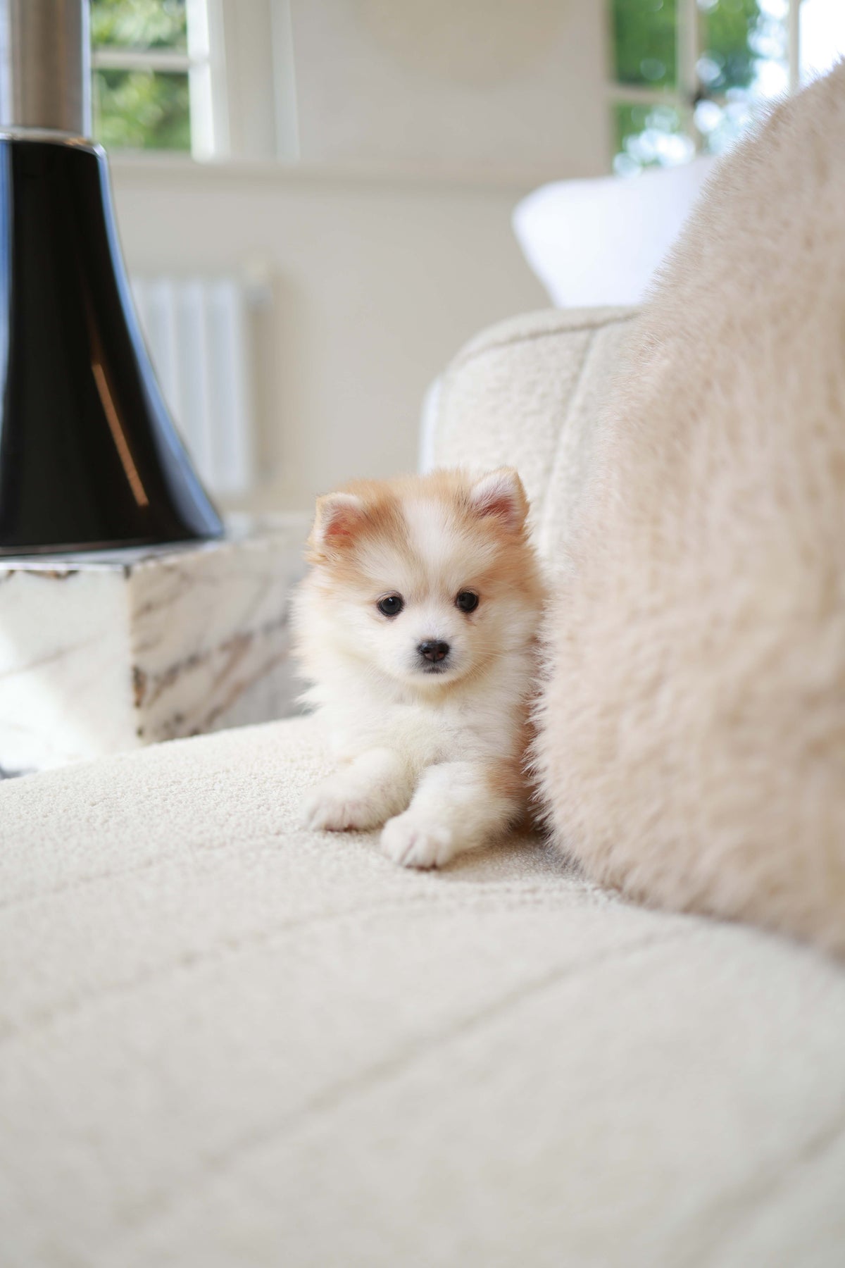 Baku - Pomsky M.