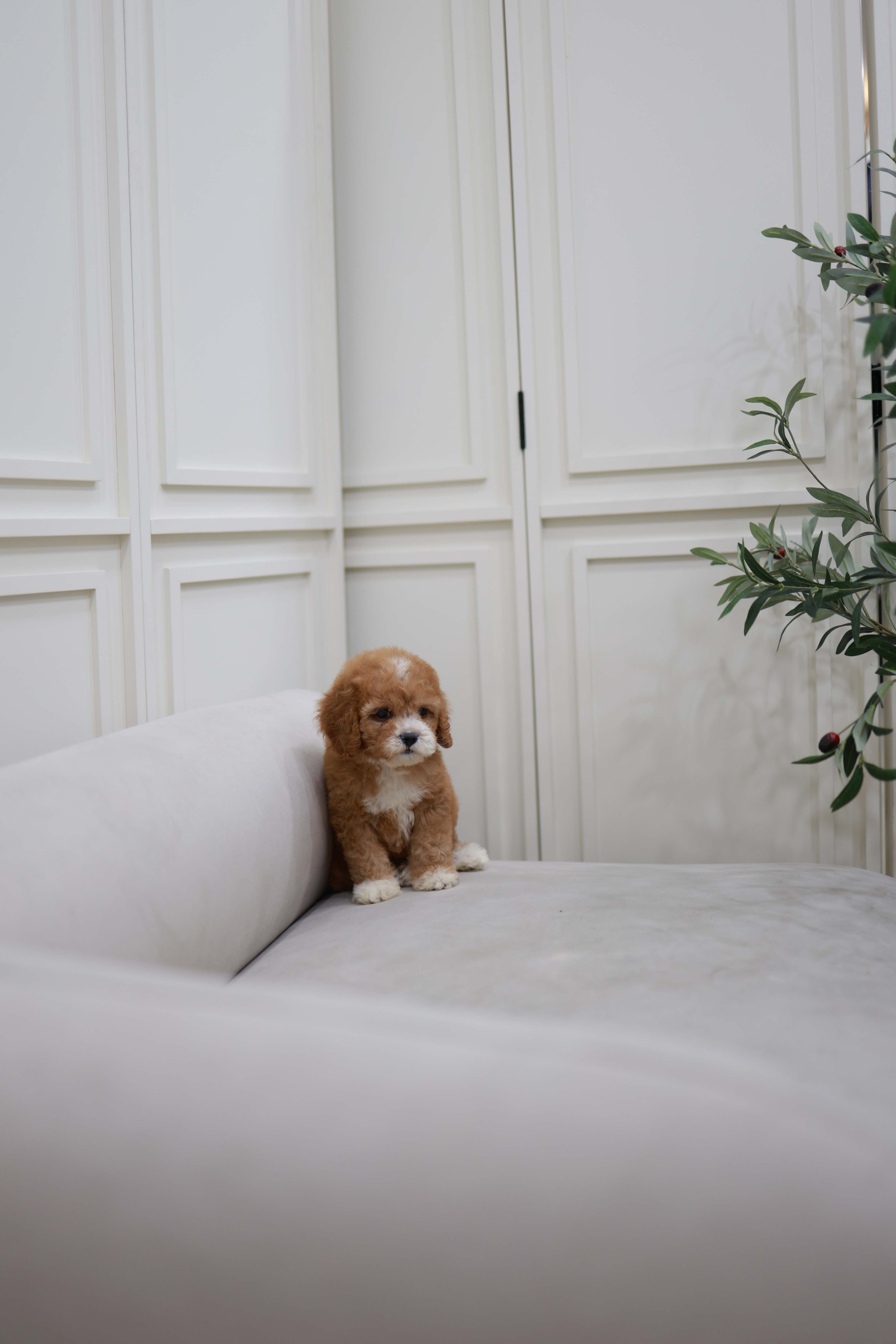 Cali - Golden Doodle F.