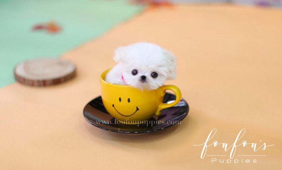 Kelly-Maltese F.
