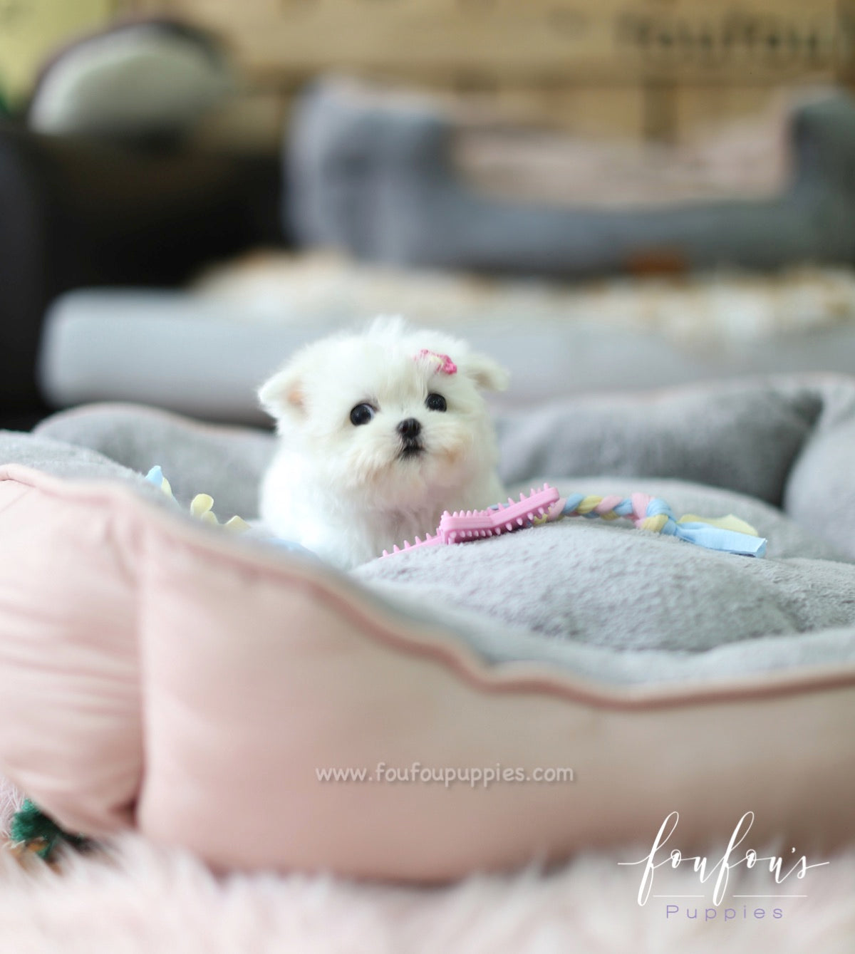 Moana - Maltese F.