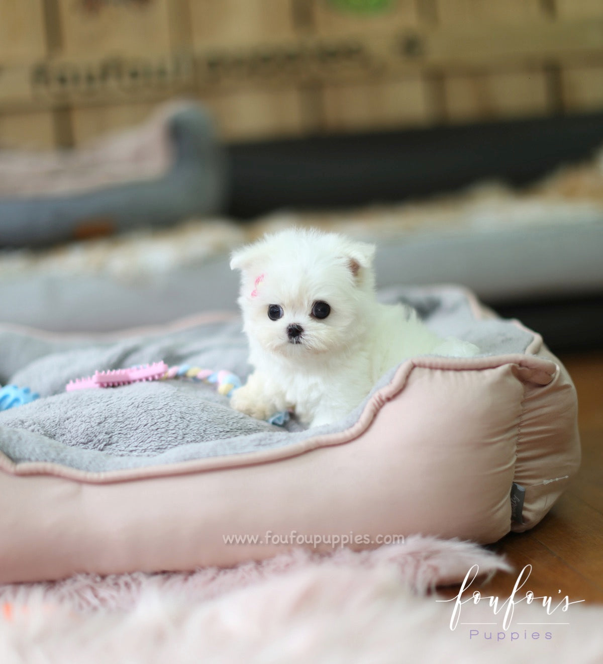 Moana - Maltese F.