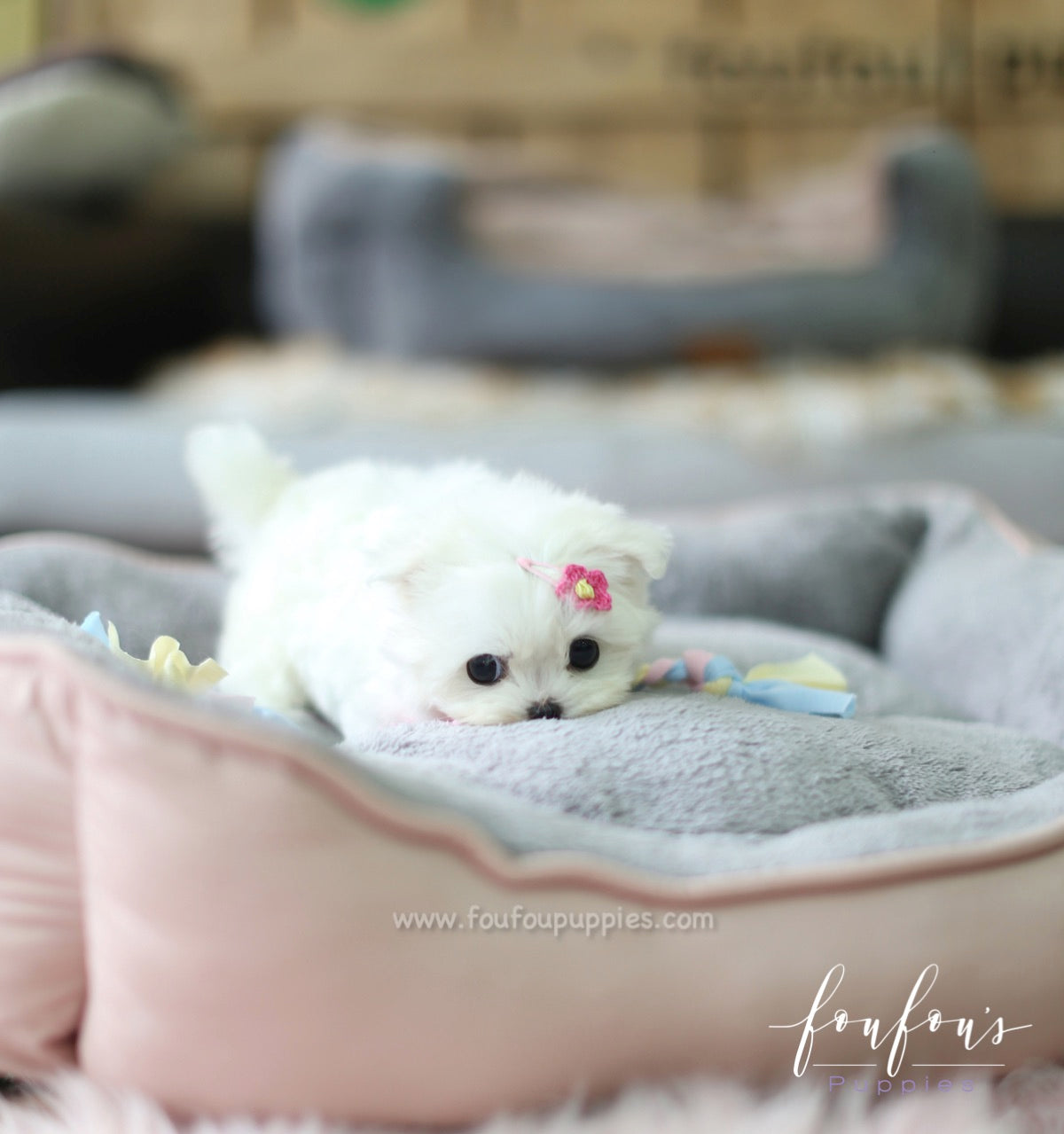 Moana - Maltese F.