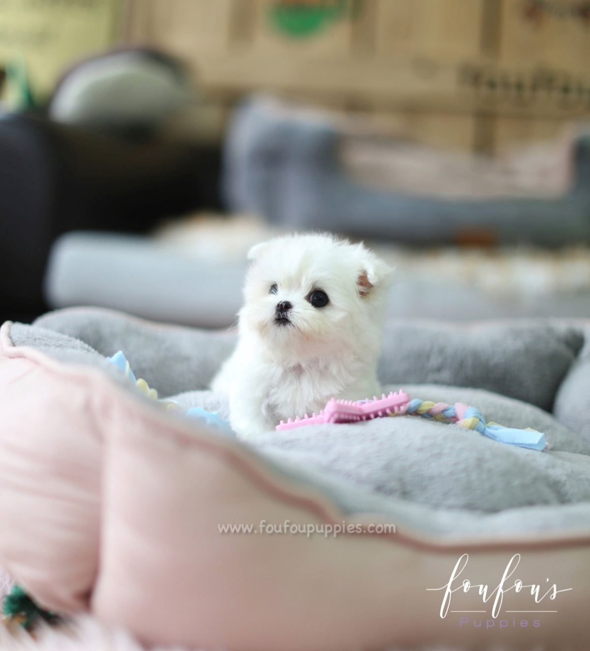 Moana - Maltese F.