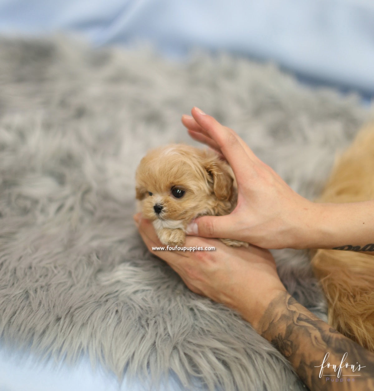 BoBo - Maltipoo M.