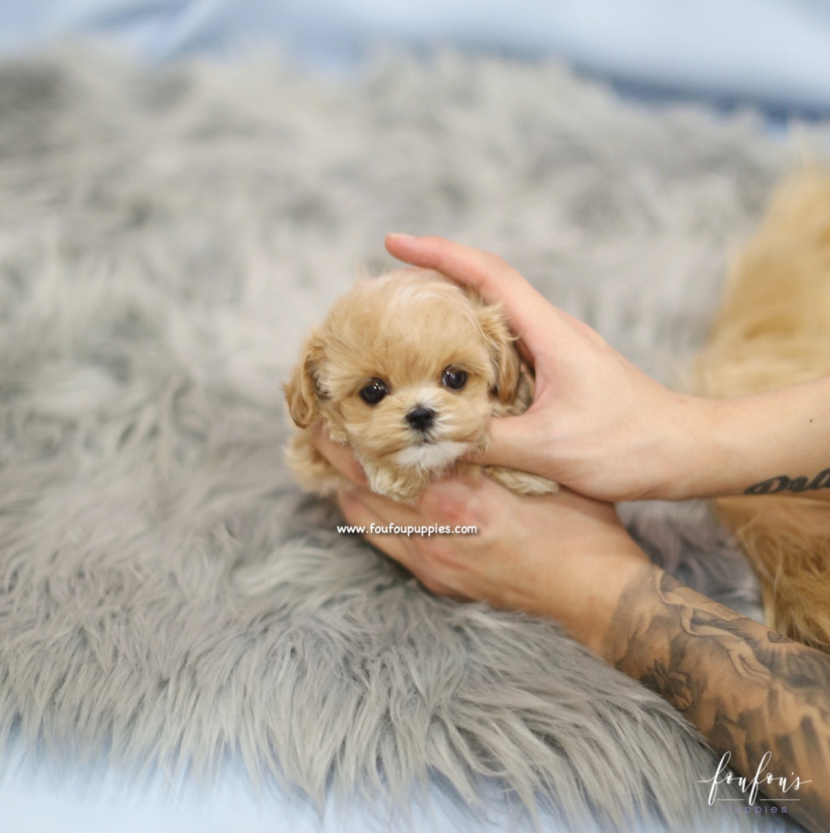 BoBo - Maltipoo M.