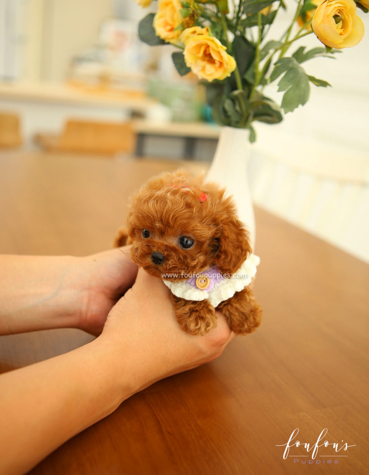 Aston - Poodle M.