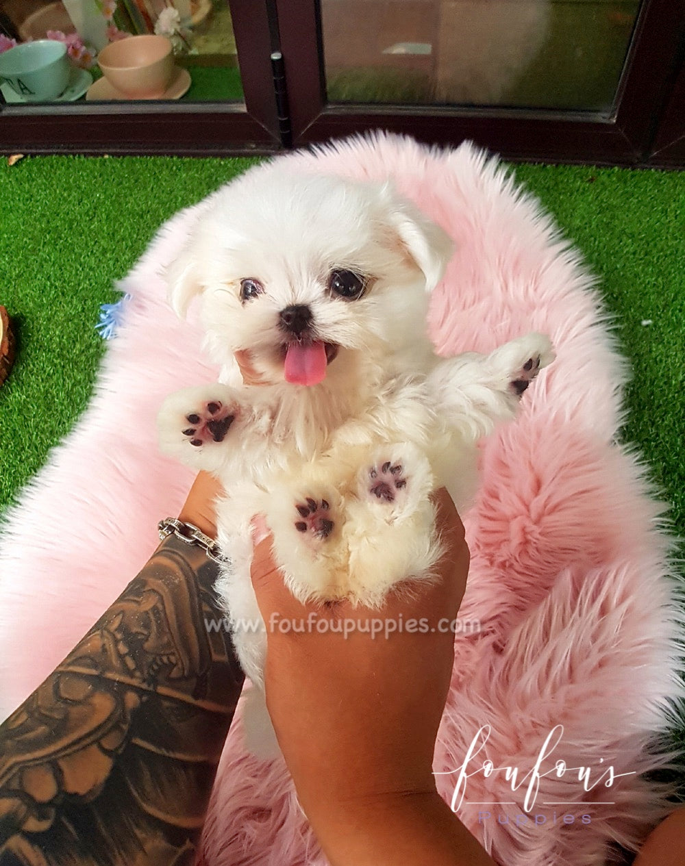 Ritz - Maltese M.
