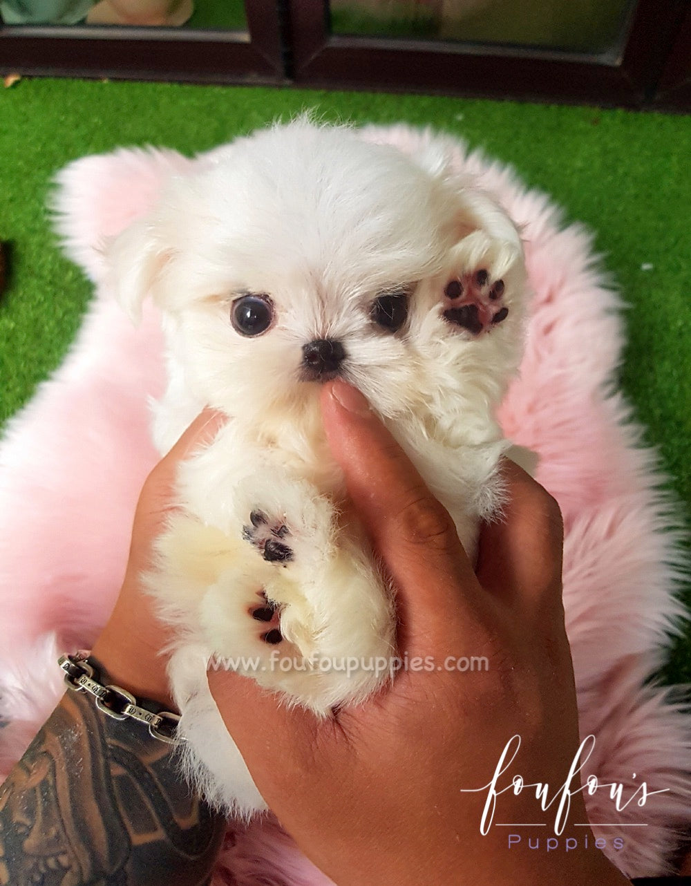 Ritz - Maltese M.