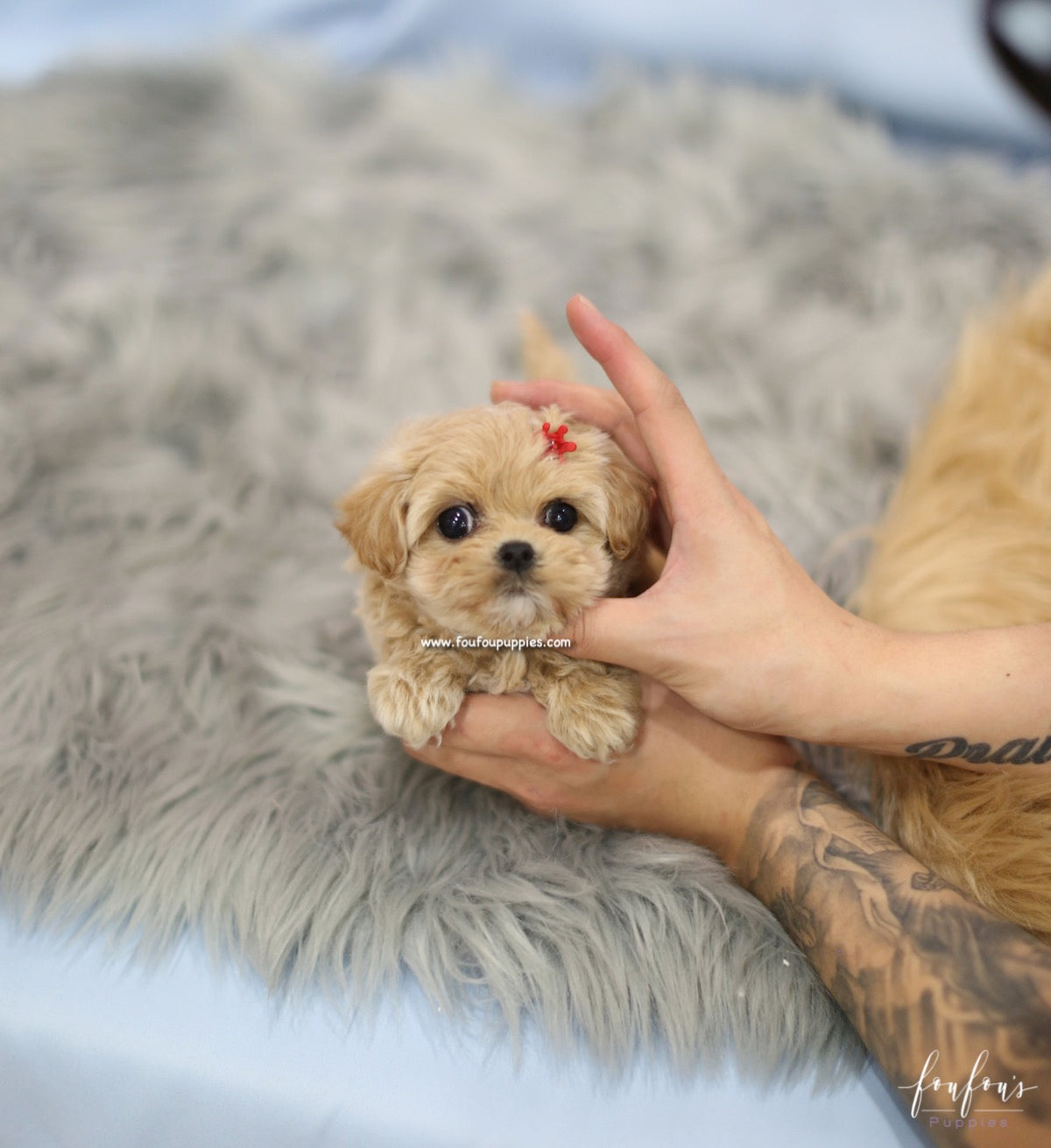 Flora - Maltipoo F.