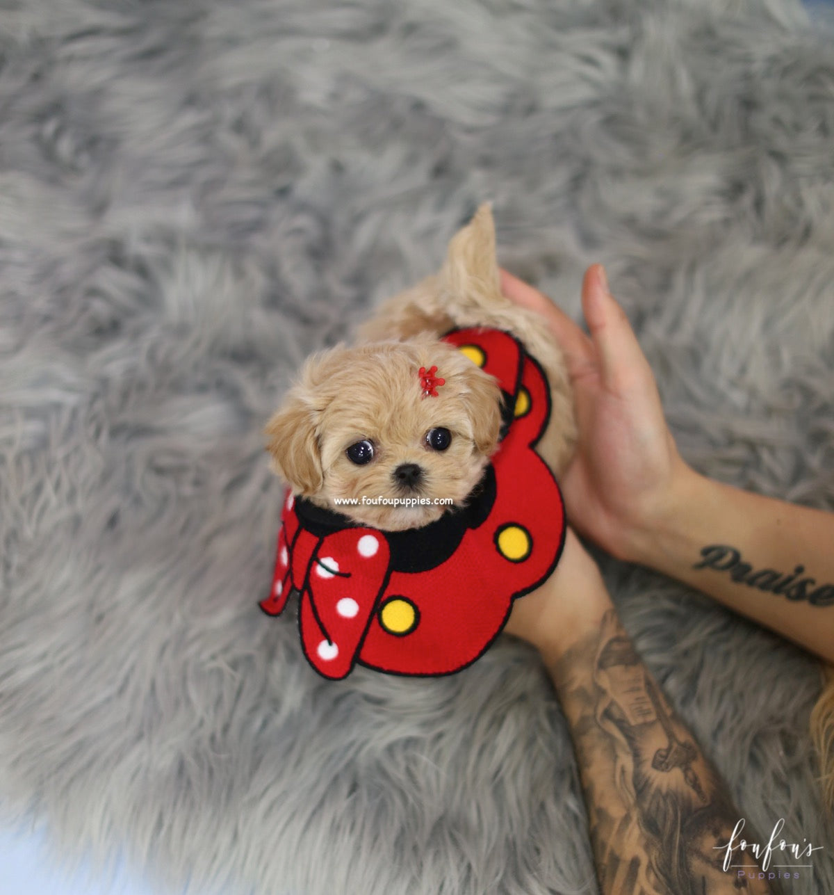 Flora - Maltipoo F.