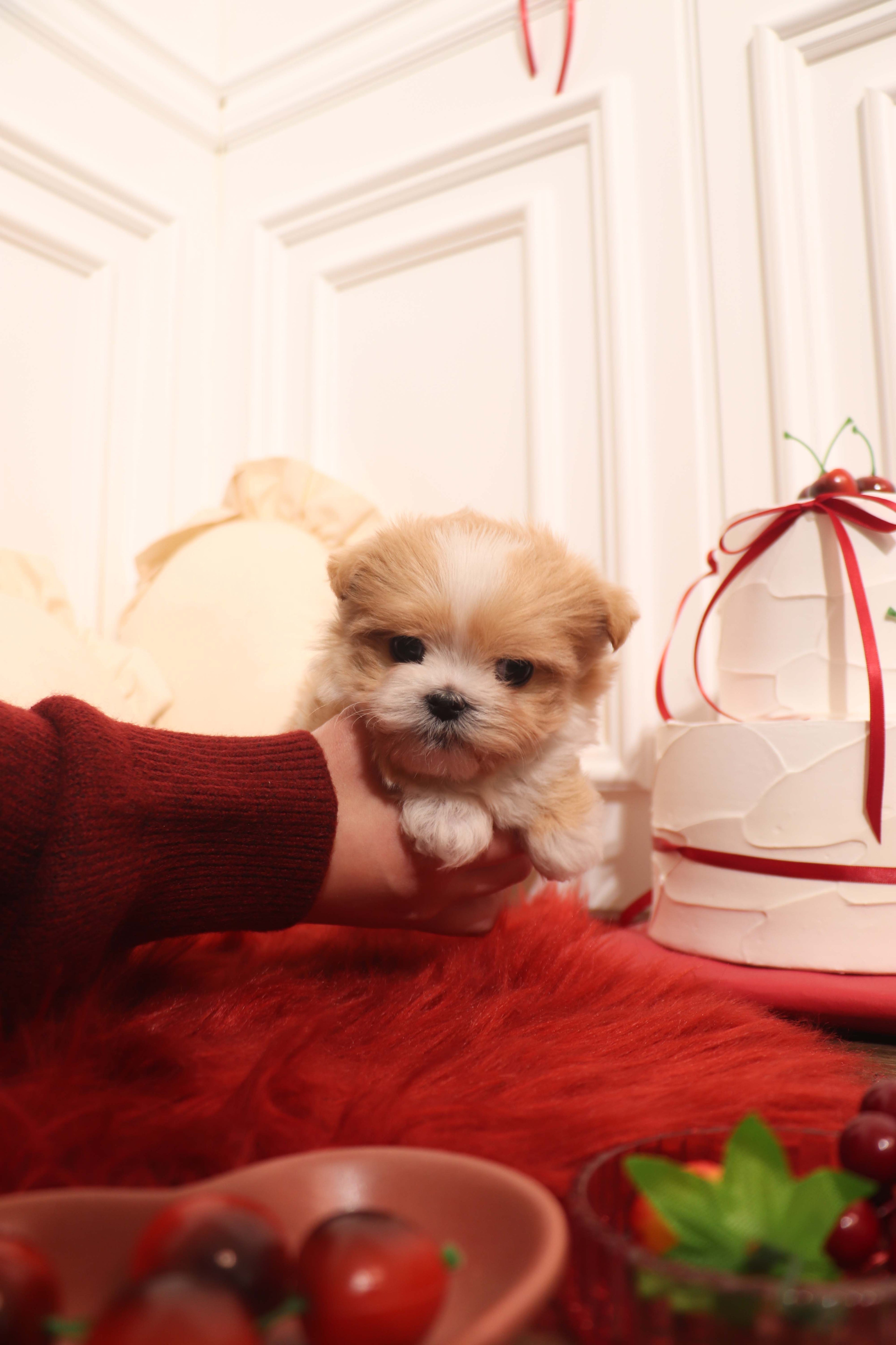 Mochi - Maltipoo F.