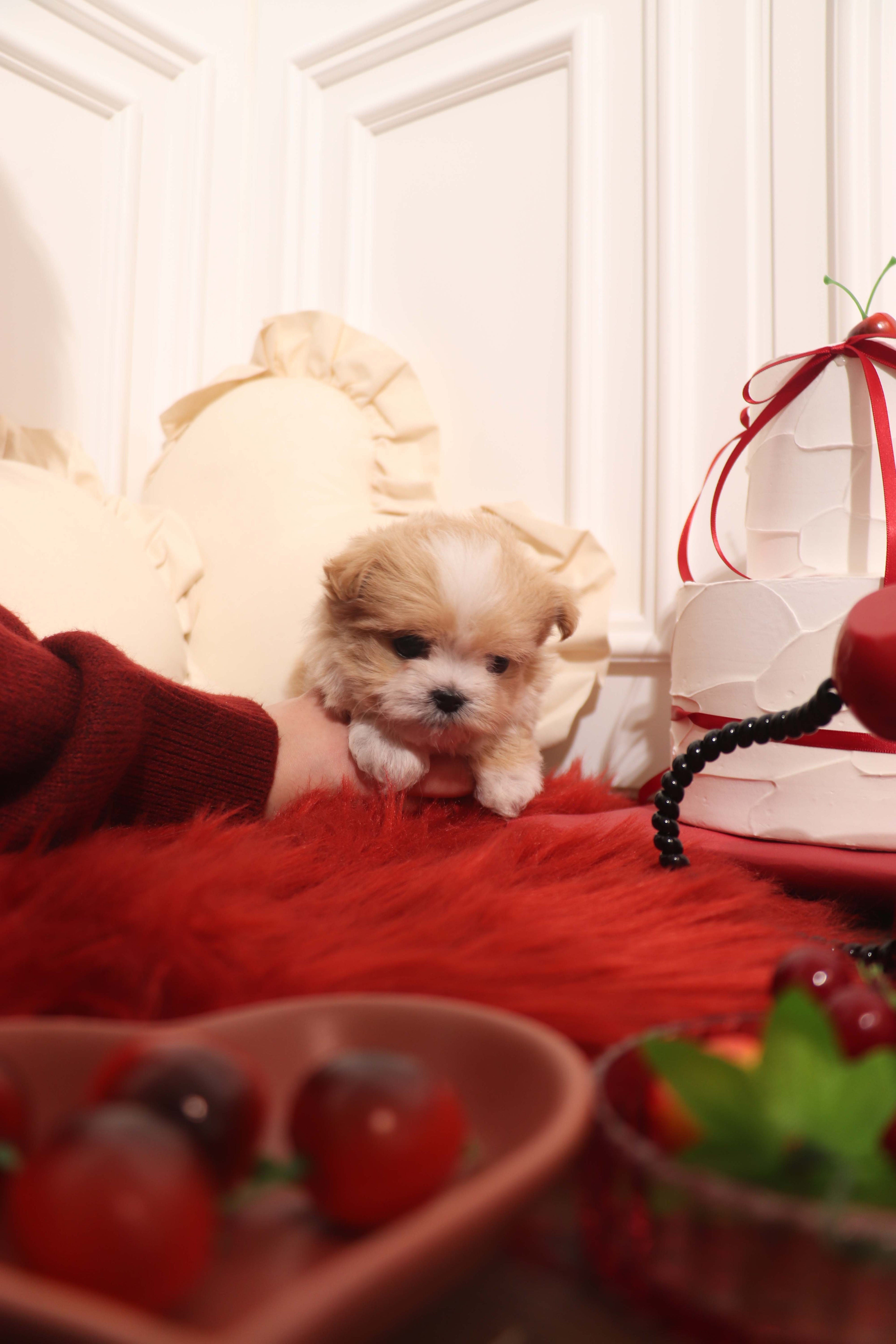 Mochi - Maltipoo F.