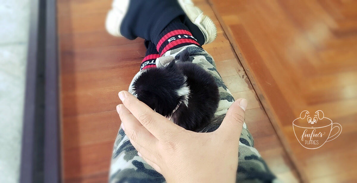 Mr. Truffles - Chihuahua Long Hair M. (1710810005617)