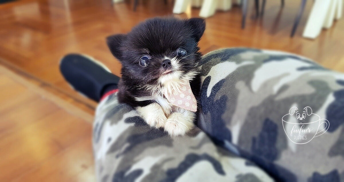 Mr. Truffles - Chihuahua Long Hair M. (1710810005617)