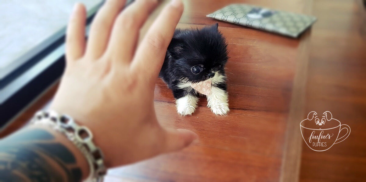 Mr. Truffles - Chihuahua Long Hair M. (1710810005617)