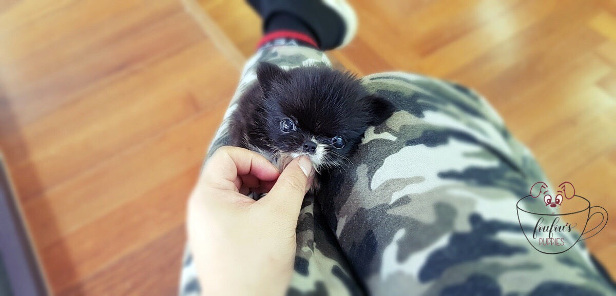 Mr. Truffles - Chihuahua Long Hair M. (1710810005617)