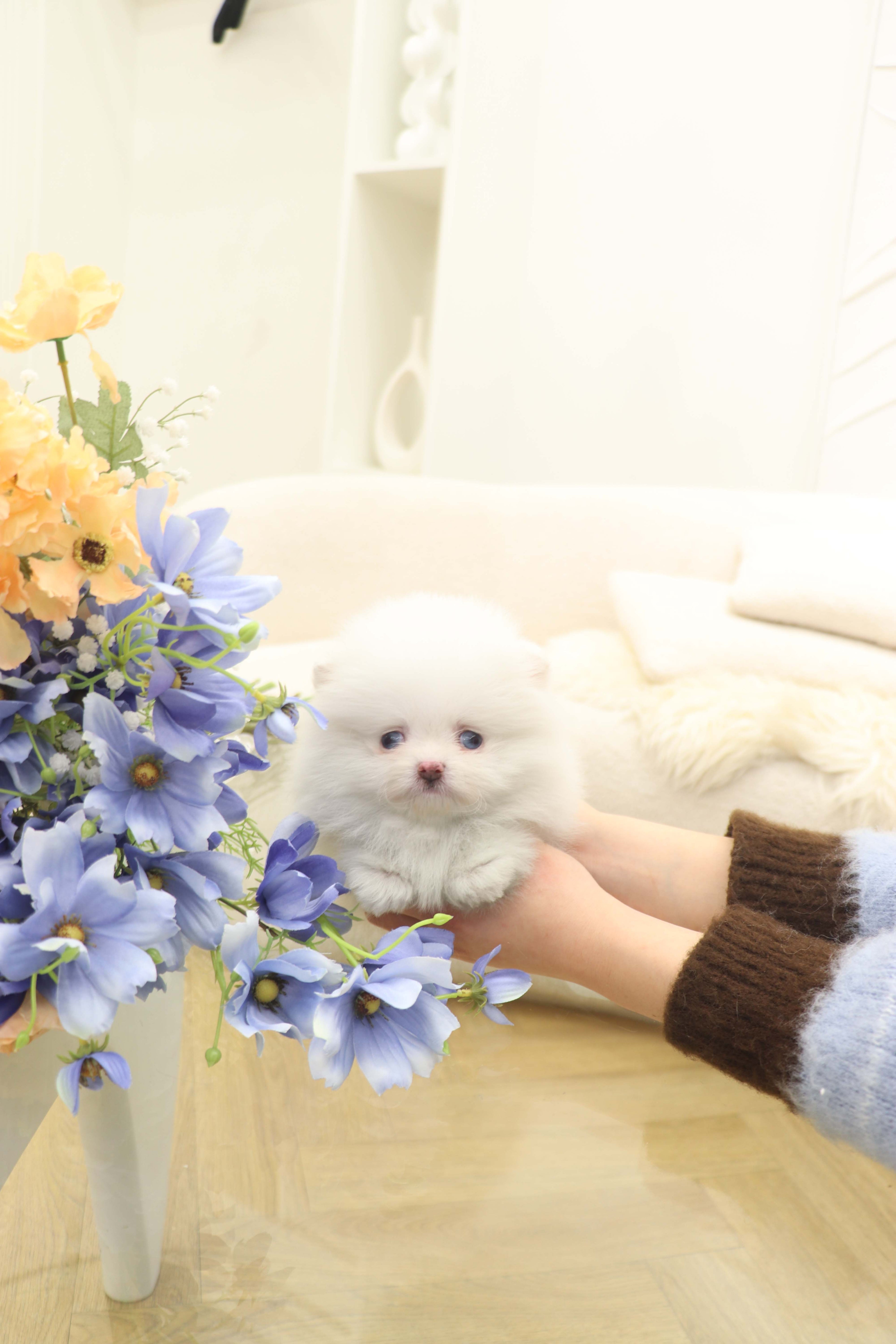 Teacup puppies for sale