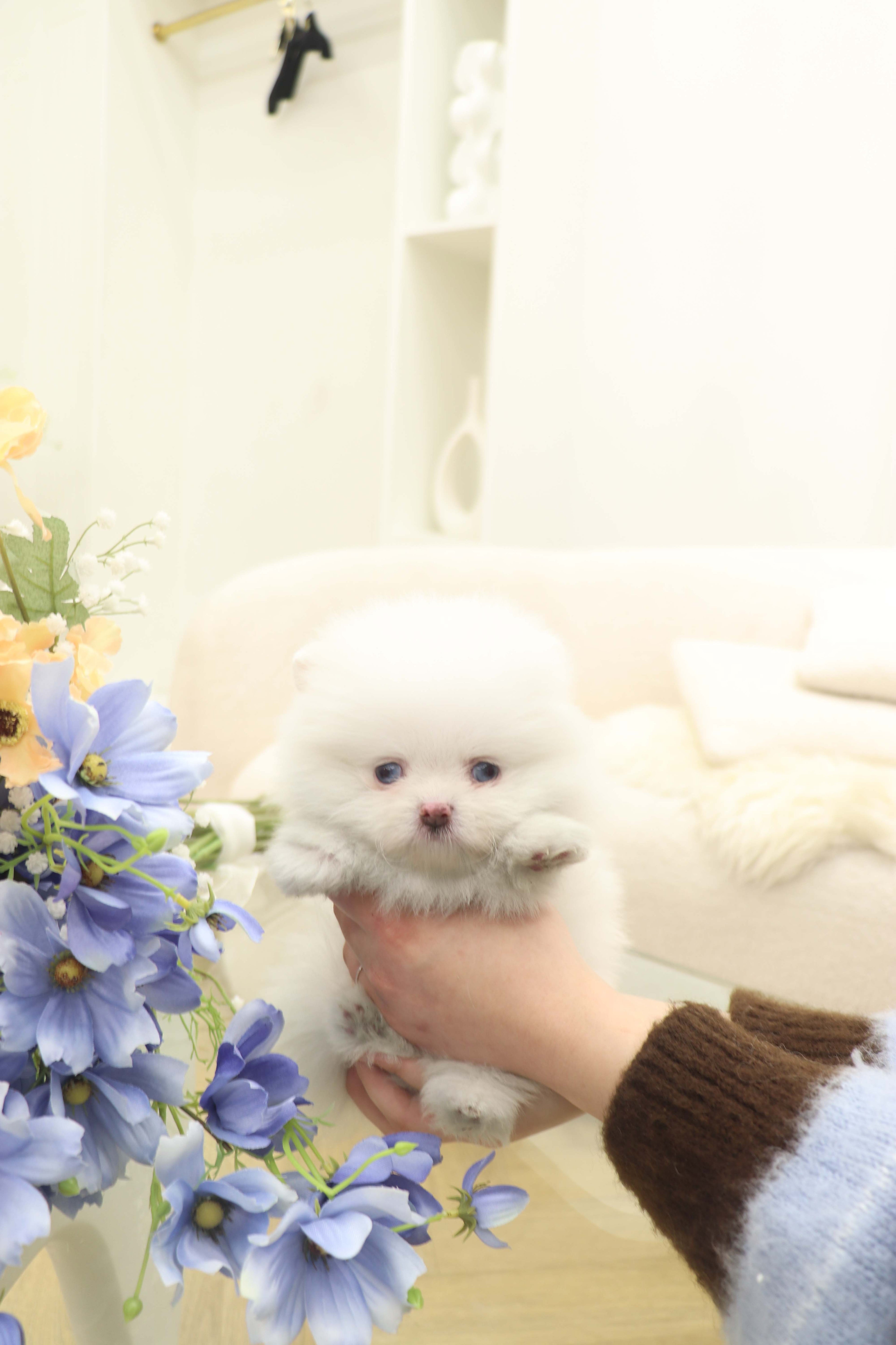 Skye - Pomeranian F.