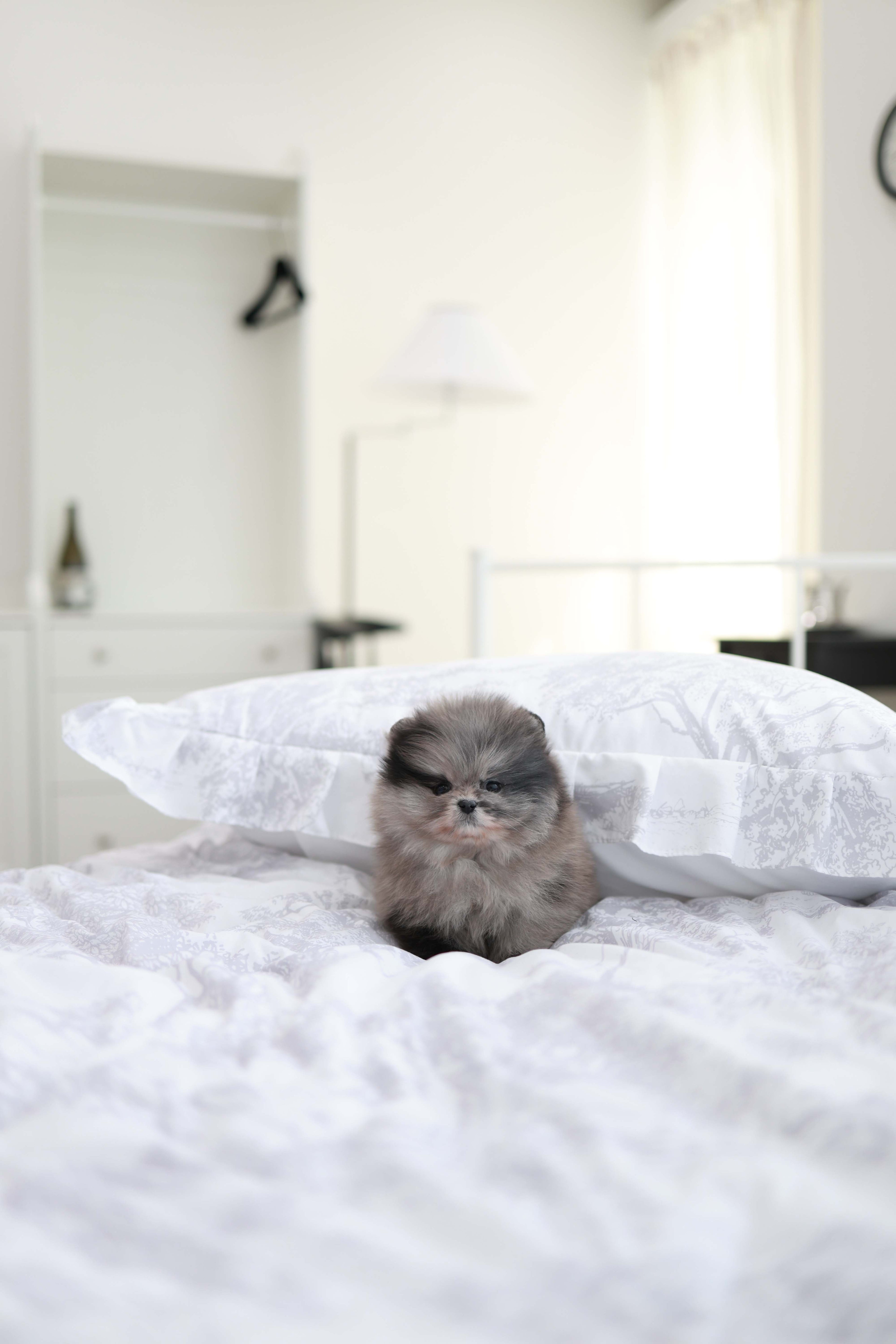 MushMush - Pomeranian M.