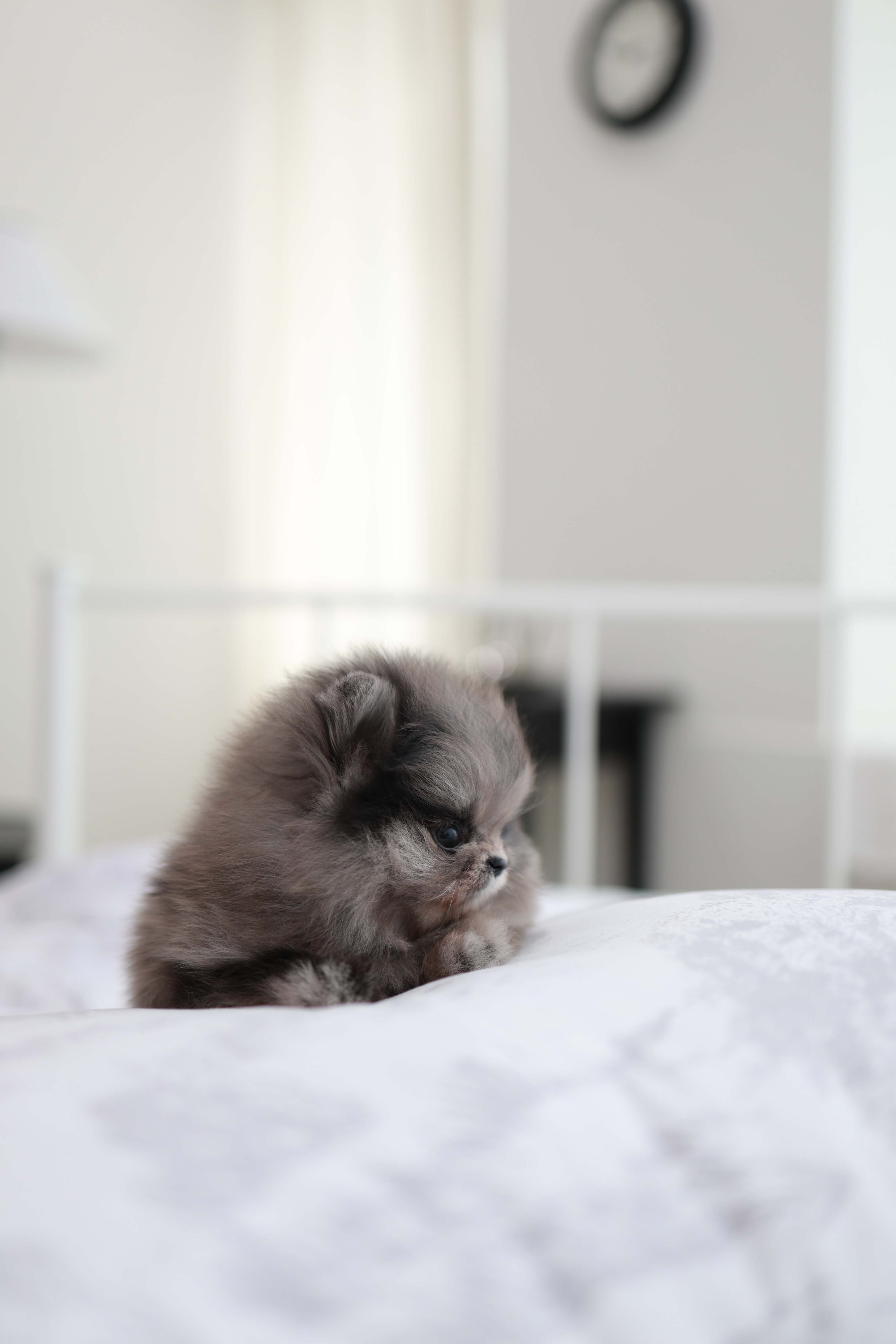 MushMush - Pomeranian M.