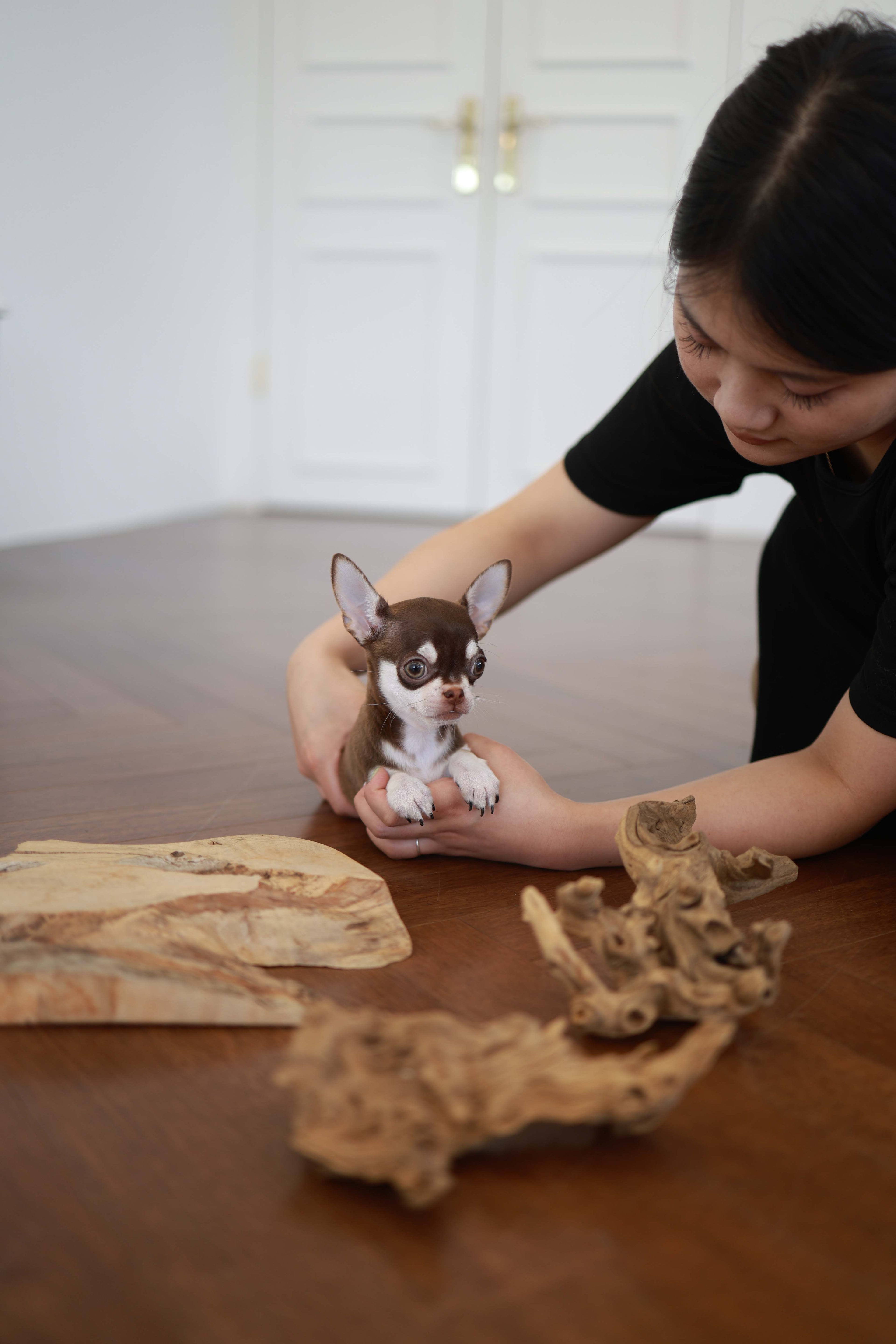 Twix - Chihuahua M.