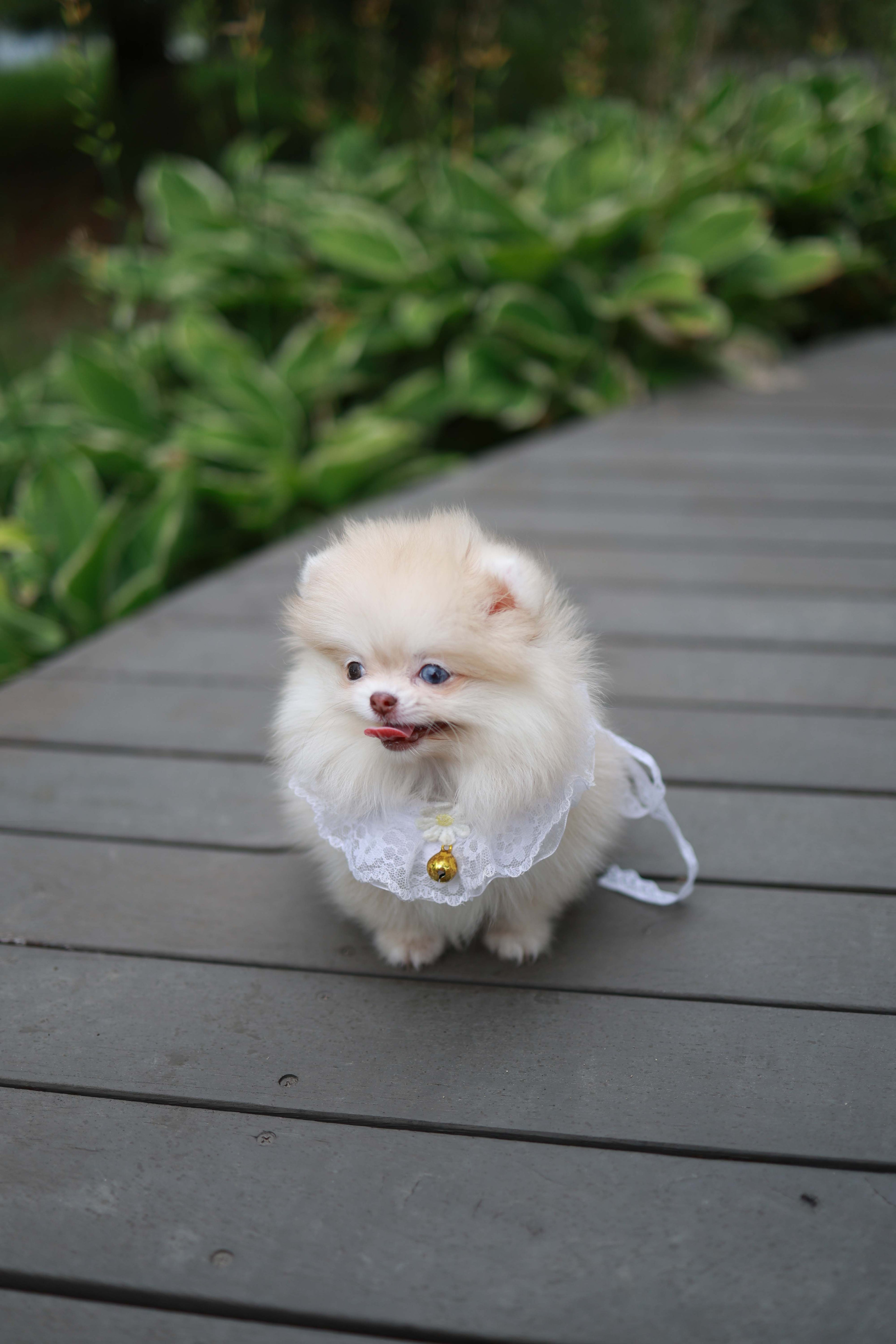 Percy - Pomeranian F.