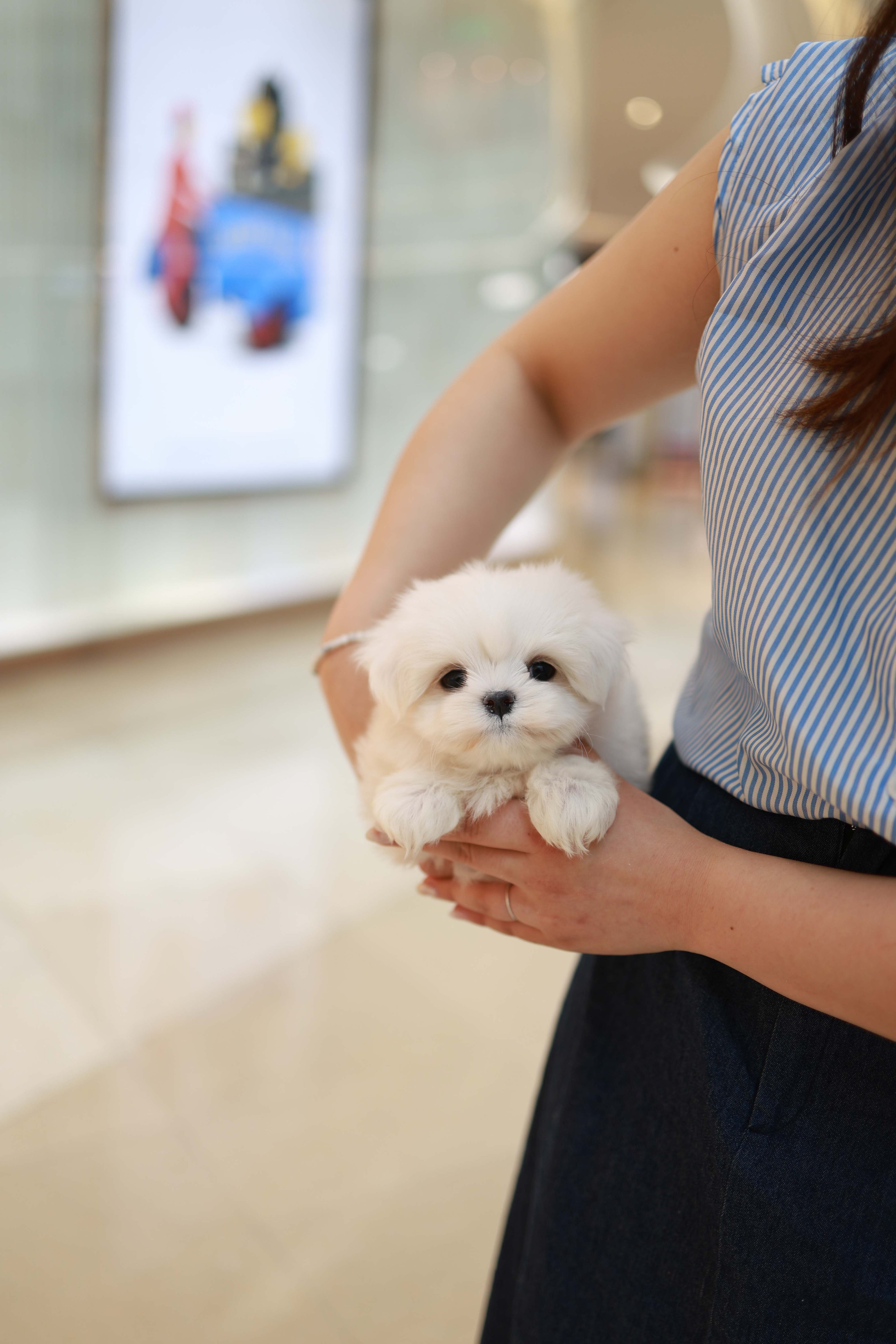 Bean - Maltese M.