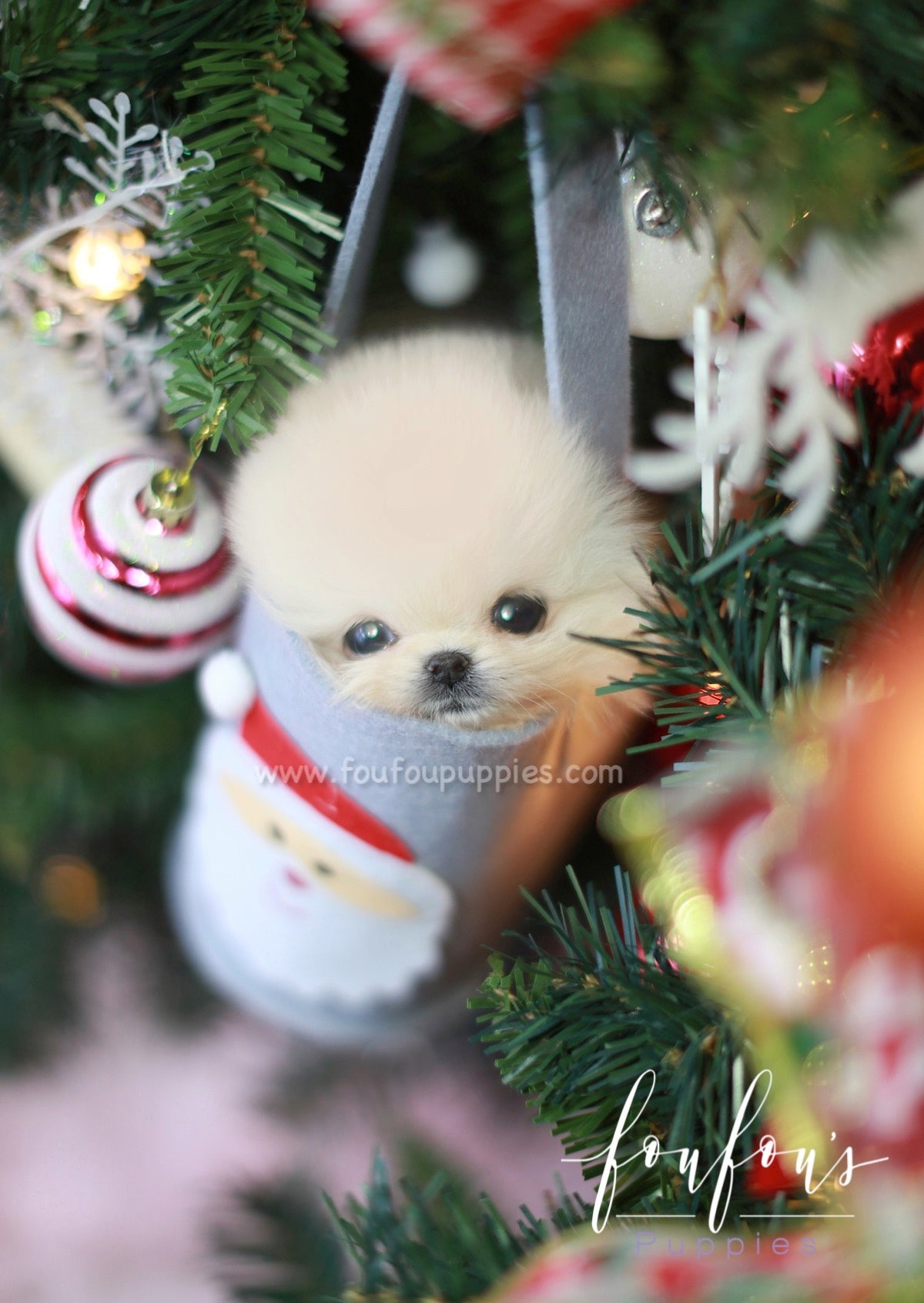 Star - Pomeranian M.