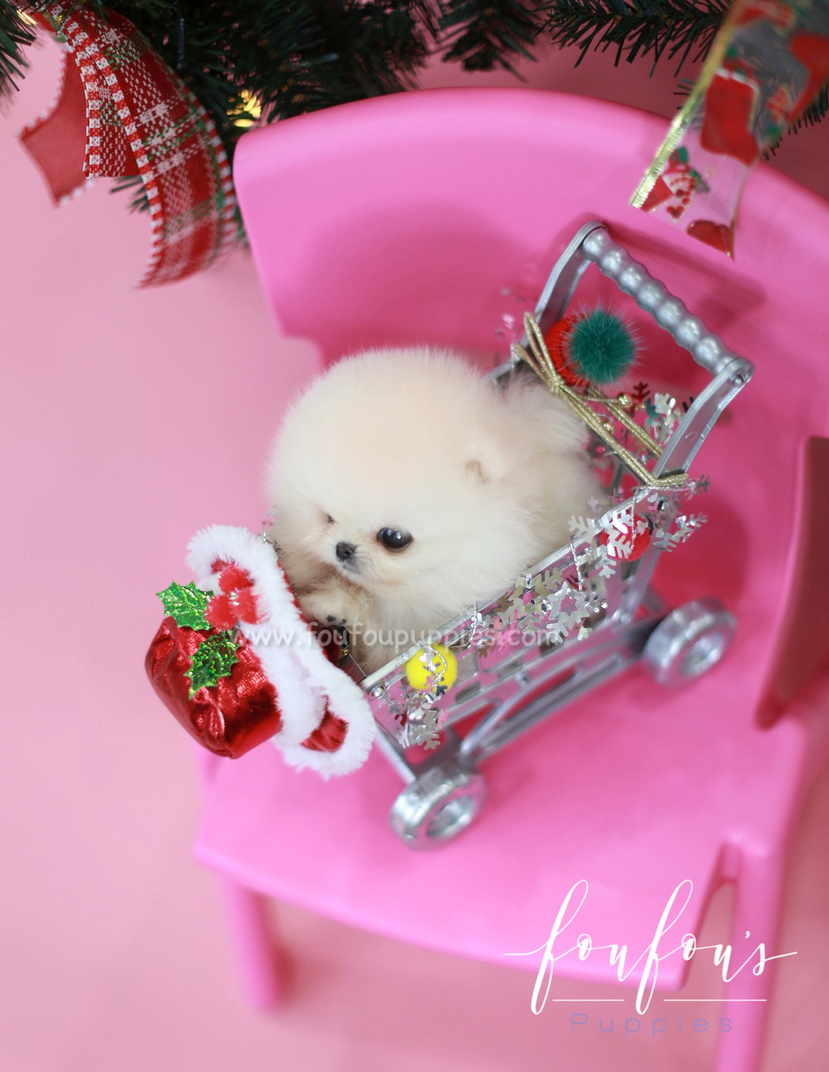 Star - Pomeranian M.