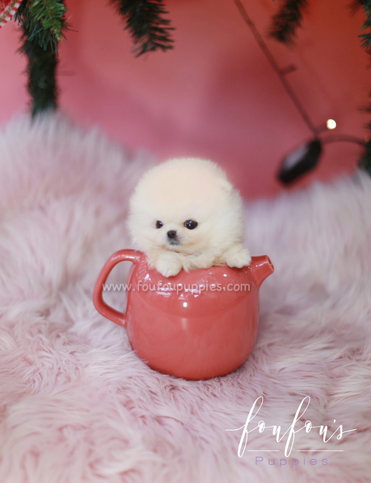 Star - Pomeranian M.